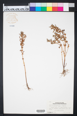 Rotala ramosior image