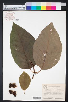 Magnolia acuminata image