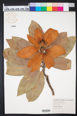 Magnolia grandiflora image