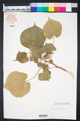 Abutilon theophrasti image