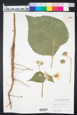 Abutilon theophrasti image