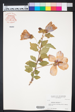 Hibiscus syriacus image