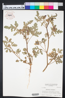 Hibiscus trionum image