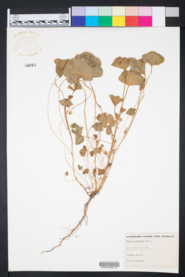 Malva neglecta image