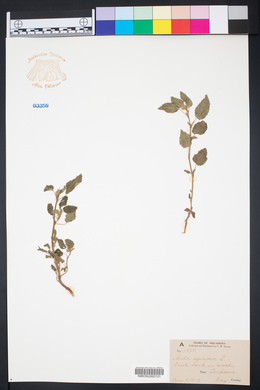 Sida spinosa image