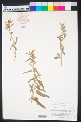 Sphaeralcea angustifolia image