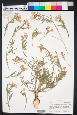 Callirhoe alcaeoides image