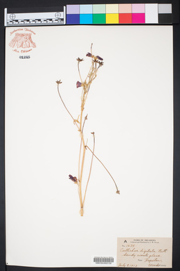 Callirhoe digitata image