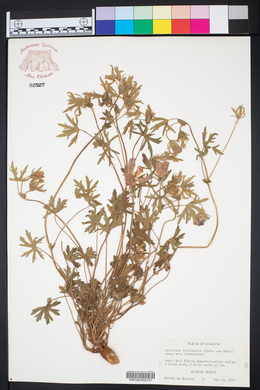 Callirhoe involucrata var. involucrata image