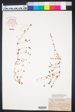 Marsilea vestita image