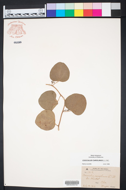Nephroia carolina image