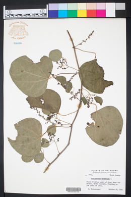 Menispermum canadense image