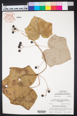 Menispermum canadense image