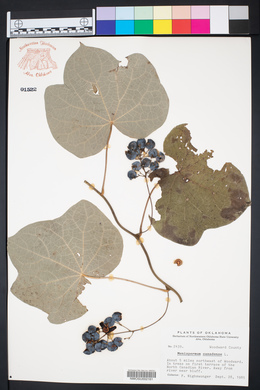 Menispermum canadense image