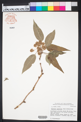 Maclura pomifera image