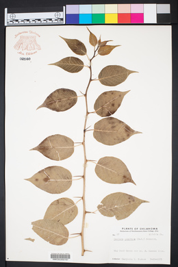 Maclura pomifera image