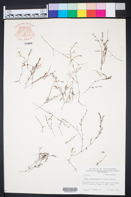 Najas guadalupensis image