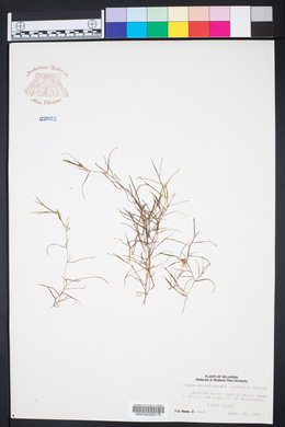 Najas guadalupensis image