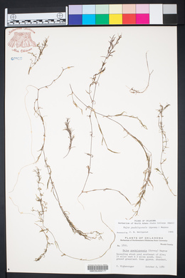 Najas guadalupensis image