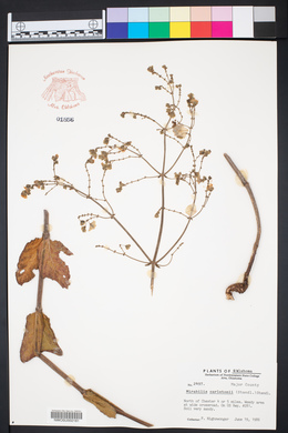 Mirabilis glabra image
