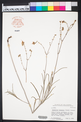 Mirabilis linearis image