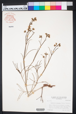 Mirabilis linearis image