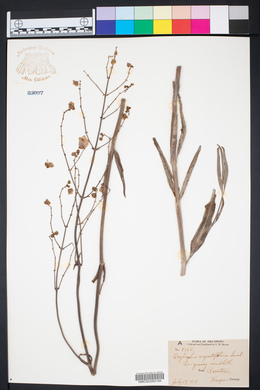 Mirabilis linearis image