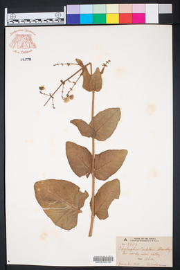 Mirabilis glabra image
