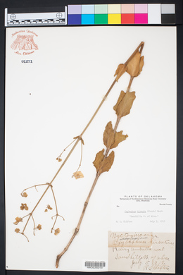 Mirabilis hirsuta image