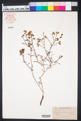 Mirabilis linearis image