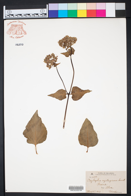Mirabilis nyctaginea image