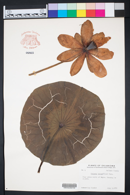 Nelumbo lutea image