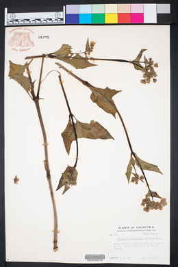 Mirabilis nyctaginea image