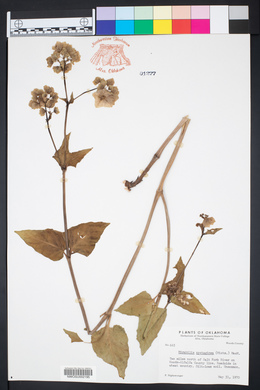 Mirabilis nyctaginea image