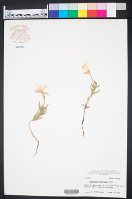 Oenothera albicaulis image