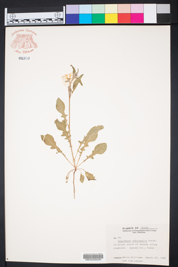 Oenothera albicaulis image