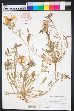 Oenothera albicaulis image