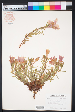 Calylophus hartwegii subsp. fendleri image