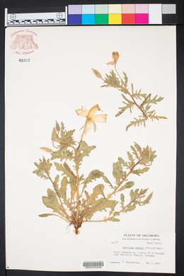 Oenothera grandis image