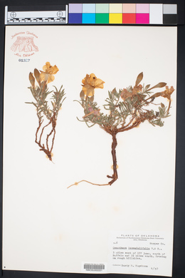 Calylophus lavandulifolius image