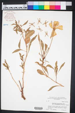 Oenothera macrocarpa image