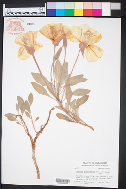 Oenothera macrocarpa subsp. incana image