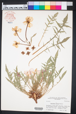 Oenothera triloba image