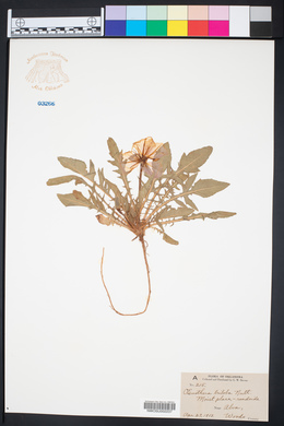 Oenothera triloba image