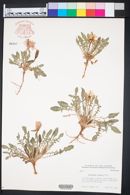Oenothera triloba image