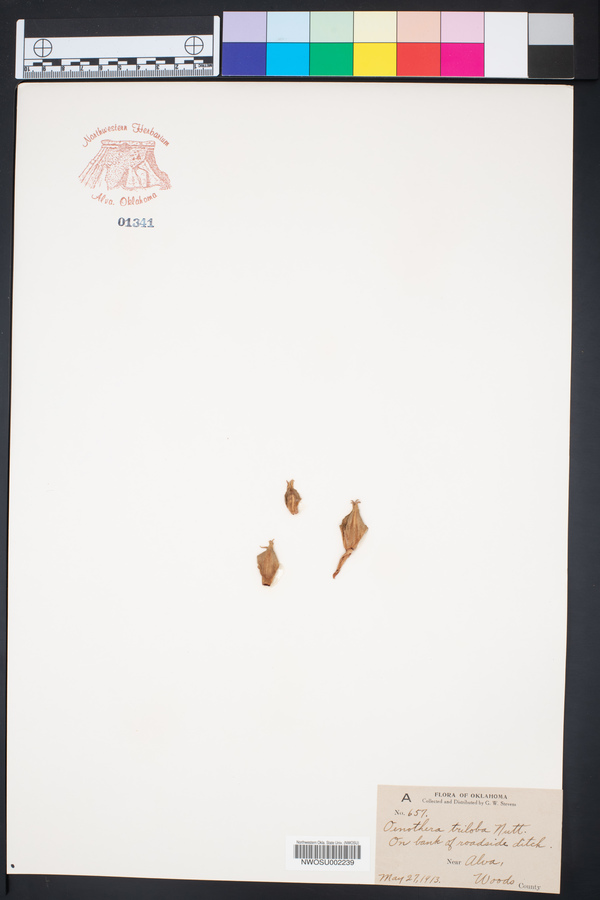 Oenothera triloba image