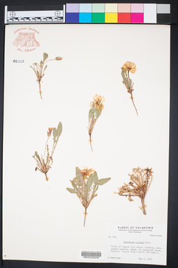 Oenothera triloba image