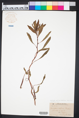 Ludwigia peploides image