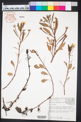 Ludwigia peploides image