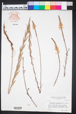 Oenothera glaucifolia image